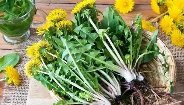 Какие изменения вы видите в своем теле при пьении одуванчиков каждый день? Является ли экстракт одуванчика для анти рака?