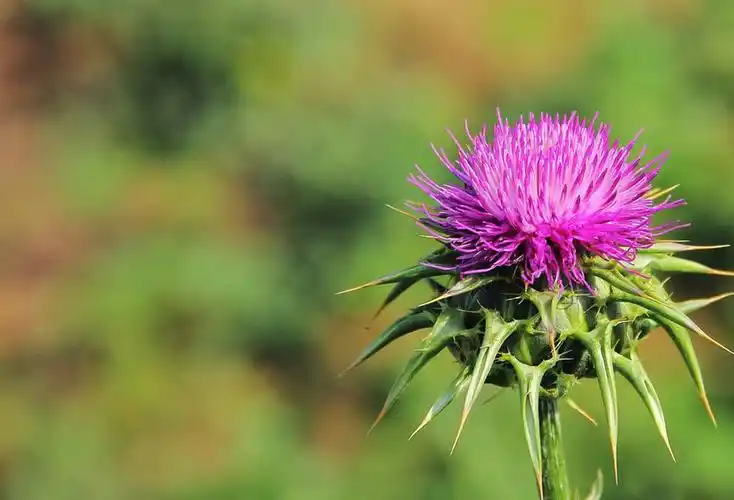 Какие заболевания можно использовать для силимарина?